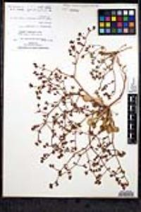Chorizanthe fimbriata var. fimbriata image