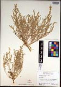 Atriplex julacea image