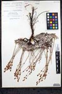 Eriogonum wrightii var. oresbium image