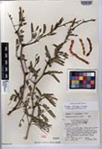 Prosopis articulata image