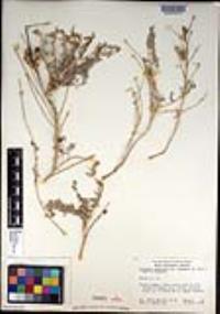 Atriplex linearis image