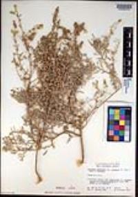 Atriplex linearis image