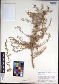 Atriplex linearis image