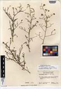 Psorothamnus emoryi var. arenarius image