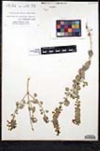 Salvia cedrosensis image