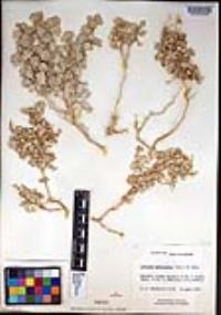 Atriplex hymenelytra image