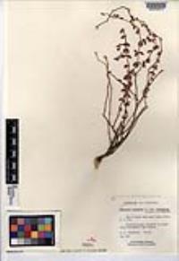 Euphorbia polycarpa var. polycarpa image