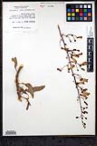 Penstemon spectabilis var. subinteger image