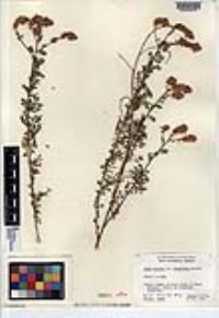 Dalea bicolor var. orcuttiana image
