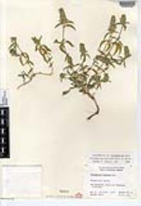 Tetramerium nervosum image