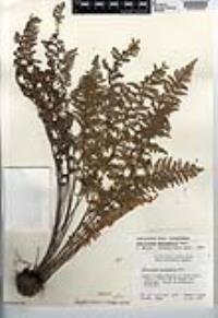 Myriopteris myriophylla image