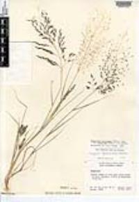 Eragrostis pectinacea var. miserrima image