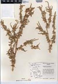 Amaranthus spinosus image