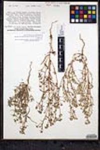 Cryptantha maritima image