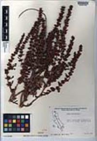 Rumex obtusifolius image