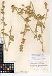 Sphaeralcea hainesii image