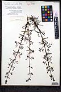 Trichostema parishii image