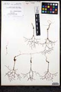 Eriogonum parishii image