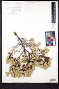Rhamnus ilicifolia image