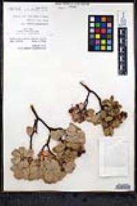 Arctostaphylos pringlei image