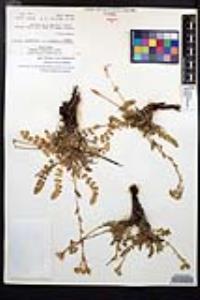 Horkelia clevelandii image