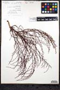 Eriogonum davidsonii image