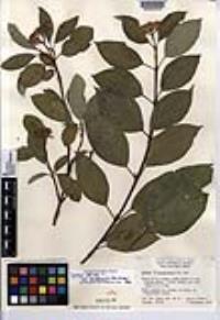 Cornus sericea subsp. occidentalis image