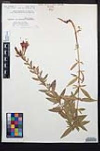 Epilobium canum image