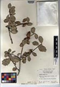 Quercus palmeri image