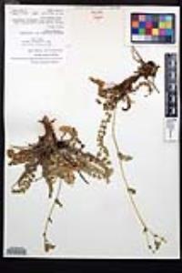 Horkelia clevelandii image