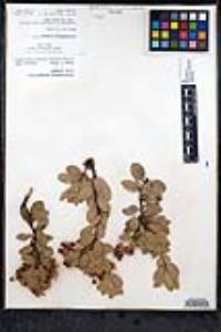 Arctostaphylos pringlei image