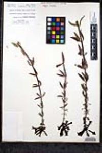 Keckiella ternata image