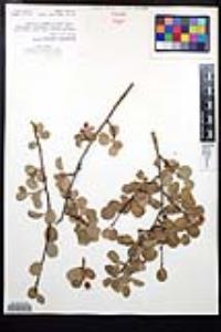 Amelanchier utahensis image