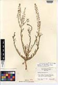 Lepidium densiflorum image