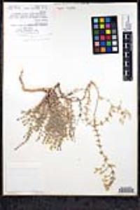 Leptosiphon floribundum image