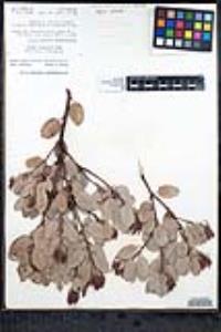 Arctostaphylos australis image