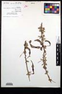 Senegalia greggii image