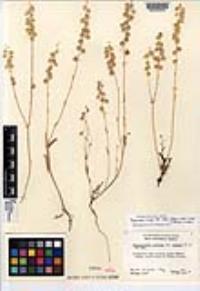 Thysanocarpus curvipes image