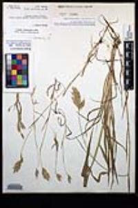 Bromus hordeaceus image