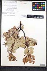 Arctostaphylos australis image