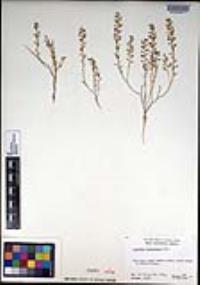 Lepidium lasiocarpum image