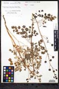 Thalictrum polycarpum image