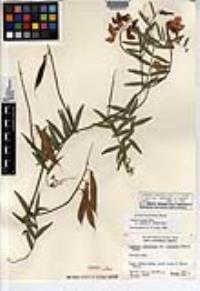 Lathyrus vestitus subsp. alefeldii image