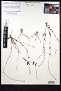 Plagiobothrys collinus var. gracilis image