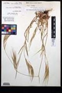 Bromus diandrus image