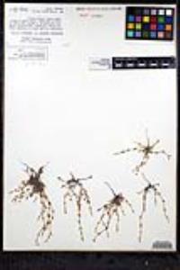 Pectocarya linearis image