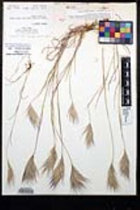 Bromus rubens image