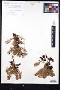 Ceanothus leucodermis image