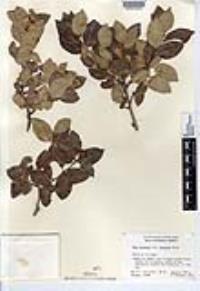 Rhus kearneyi image