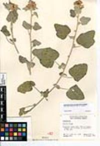 Sphaeralcea ambigua image